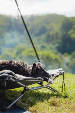 Online OZtrail Dog Bed & Fleece Topper